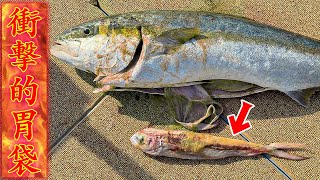 巨大平政の胃袋から出てきた魚に驚愕した!!