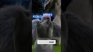 Koko's Beloved Kitten All Ball Dies Tragically #shorts