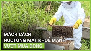 Mách cách nuôi ong mật khoẻ mạnh vượt mùa Đông | VTC16