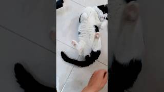 Rolling Cat's Dance of Happiness 4k #kittybigfamily #shorts #catisland #tiktok #funny