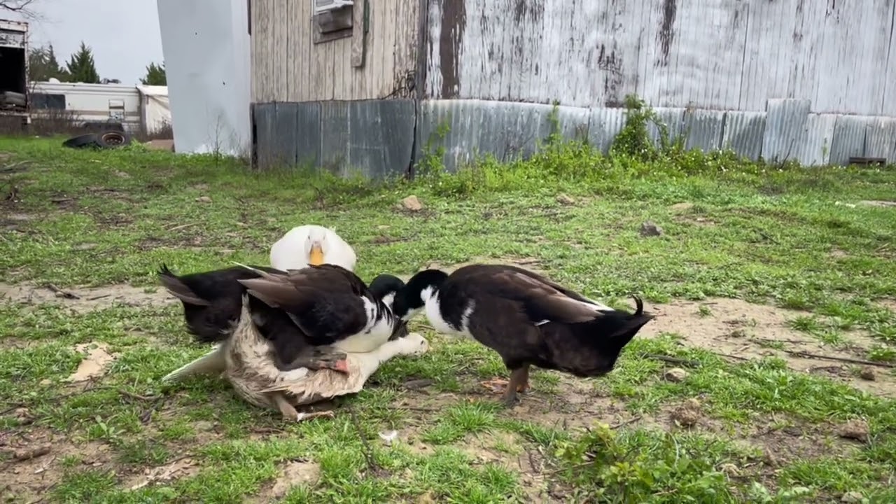 浪漫又简单🦆#农家小院 #田园生活 #生态放养 #农村生活 #土鸡土鸭（simple love of ducks)
