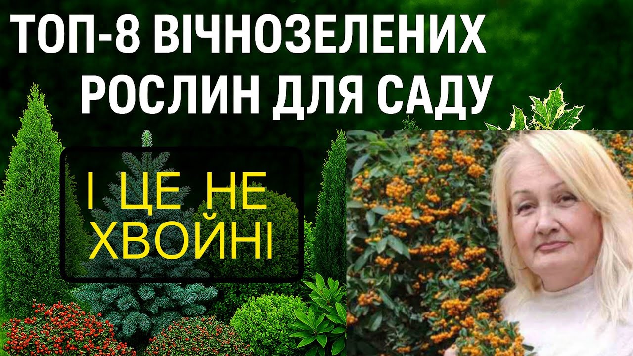 ТОП-8 вічнозелених рослин для саду: що посадити, щоб було зелено цілий рік