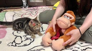 大暴れするゴリラがウザすぎて不機嫌になってしまった猫ｗ