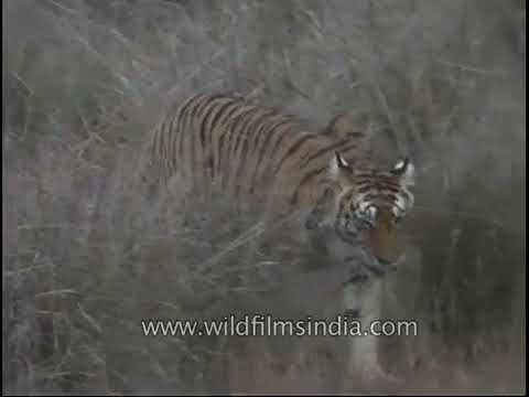 Tiger lurking at Kanha National Park for its next victim!