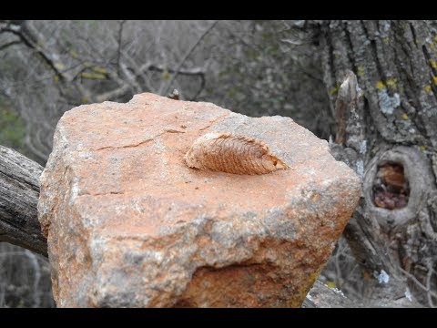 Τριλοβίτης  η κάτι άλλο …..