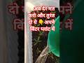 🌸Winter flower seedling fertilizer #like #garden #fertilizer