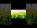 #WheatField #GreenEnvironment #NatureLovers #FarmingLife #VillageVibes #Agriculture #PeacefulNa