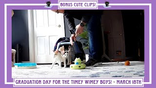 Graduation Day For The Timey Wimey Boys!  March 18th  Bonus Cute Clips!