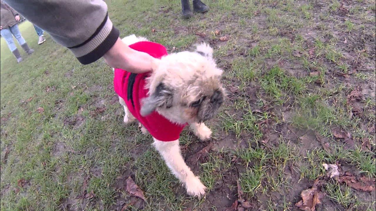 1st Brighton Pug meet up of 2015 (teddy the pug zus 2nd visit) With