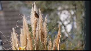 sparrow bird wallpaper - flying bird wallpaper screenshot 3