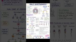 male gametogenesis #class12 #ncert #cbse #science #biologynotes #learningmadeeasy #funlearning #note