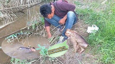 Monyet rajin yang membantu pamanya mencari ikan di musim kemarau