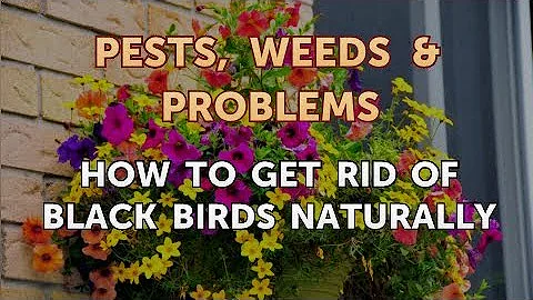 How to Get Rid of Black Birds Naturally