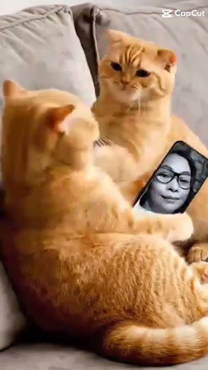 #catshorts #funny #youtubeshorts