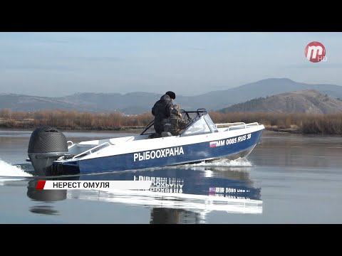 В Бурятии продолжается нерестовый период байкальского омуля