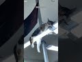 Ninja Cat plays with shadow - Cat Content 😆 So Good!