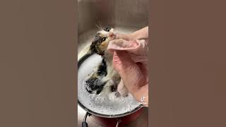 Bathing little rescued kitty, FroYo 🐱🧼 #cats #kitten #catshorts #catsoftiktok