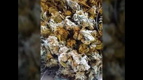 Making medicated cannabis edibles/ 100 mg chocolate peanut butter truffles