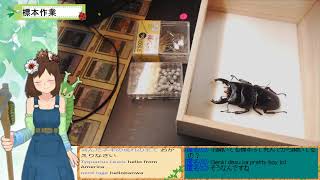 標本箱入れ作業配信