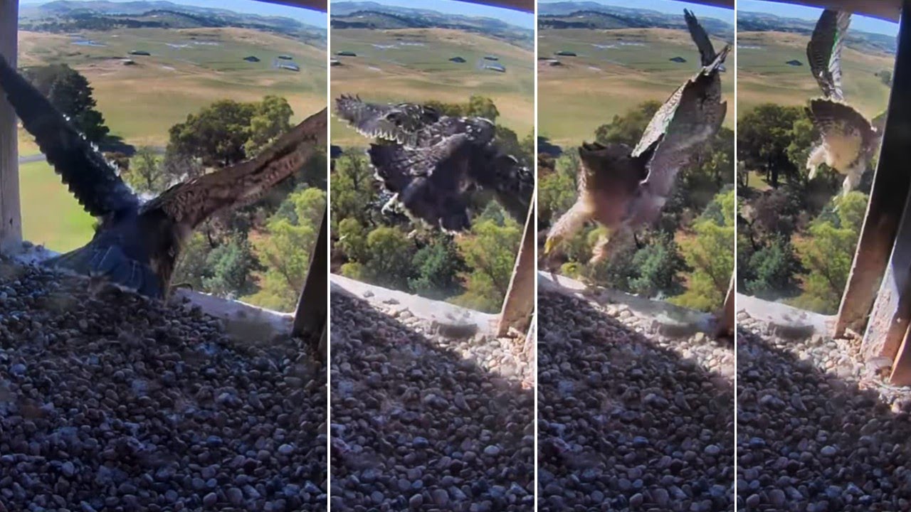 FalconCam Project🪽 GIRRI FLEDGES🚀 at 43 Days Old🥳 2025 Dec 18