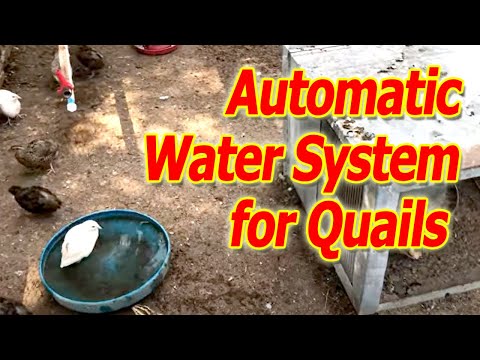 Automatic Water System for 200 Quails | Automatic Water System for Quails in Outdoor Aviary