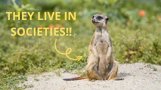 Inside the Social Life of Meerkats!