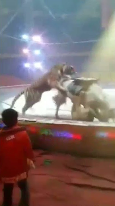 sirkus heboh harimau makan kuda #shorts