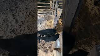 Ovinos filhotes da raça Santa Inês #shorts #sheep #ovinos