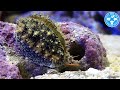 【チャーム】海水魚 貝 ナツメダカラモドキ Cypraea errones タカラガイ charm動画