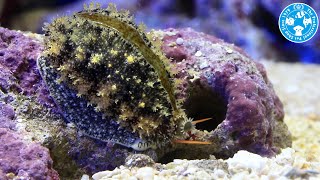 【チャーム】海水魚 貝 ナツメダカラモドキ Cypraea errones タカラガイ charm動画