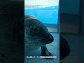 茶々丸父さんの笑顔に癒される #shorts #ゴマフアザラシ #spottedseal #茶々丸 #のんほいパーク #豊橋総合動植物公園 #豊橋市 #愛知 #動物園 #zoo #animals