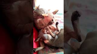 Взрослая кошка ухаживает за чужими котятами Взрослая кошка ухаживает за чужими котятами