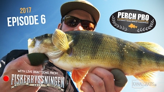 Perch Pro 2017 - Episode 6 (with Live Reactions from the Sportfishing Cruise) - Kanalgratis.se