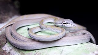 White Oriental Whip Snake Juvenile: Singapore Snakes