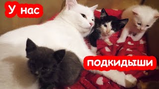 Кошка приняла чужих котят