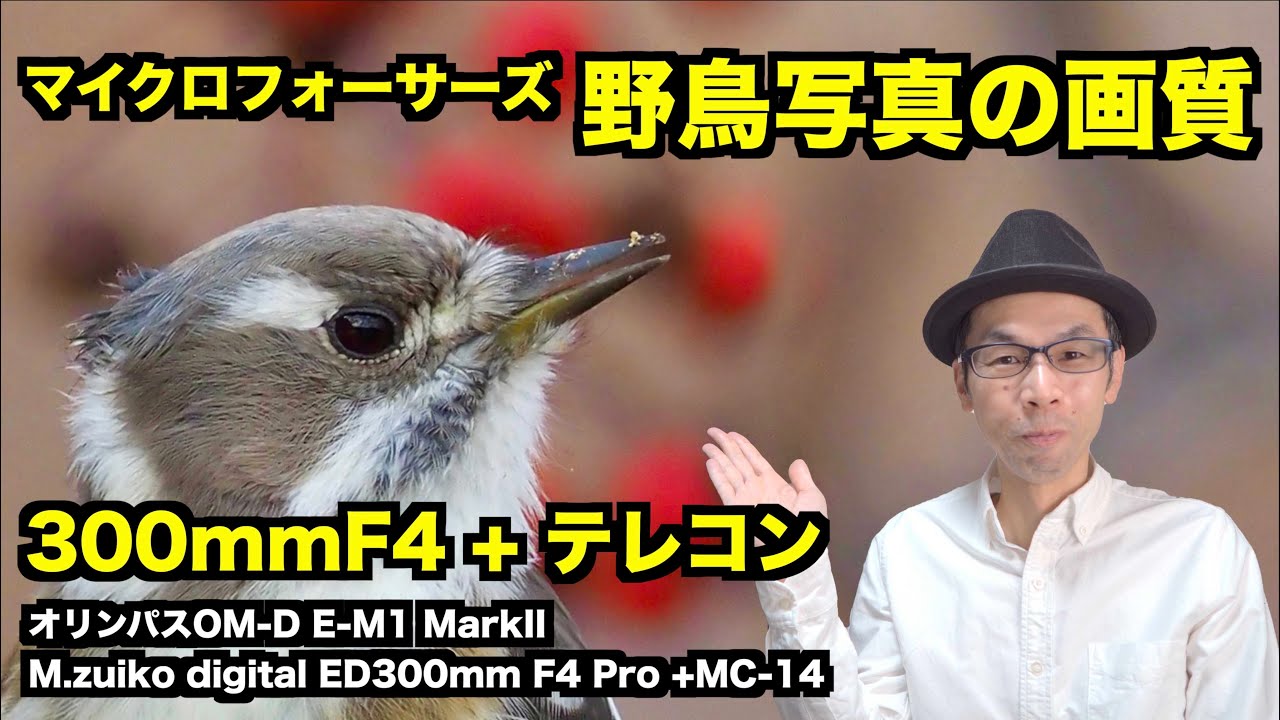 【マイクロフォーサーズ／野鳥写真の画質】300mmF4+テレコン編【OM-D E-M1 MarkII + M.ZUIKO DIGITAL ED  300mm F4.0 IS PRO + MC-14】