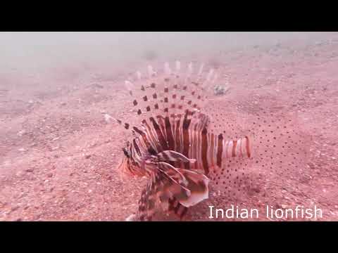 Indian lionfish, Pterois