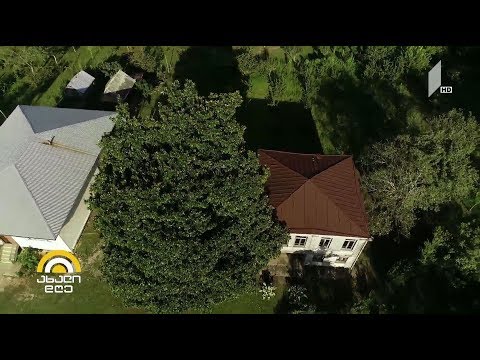 #ახალიდღე \"მაგნოლიის სახლი\"