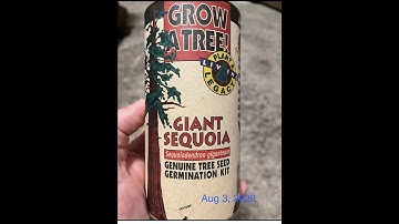 Giant Sequoia Tree from seed #sequoia #giantsequoia #disneyland #californiaadventure #sequoiatree