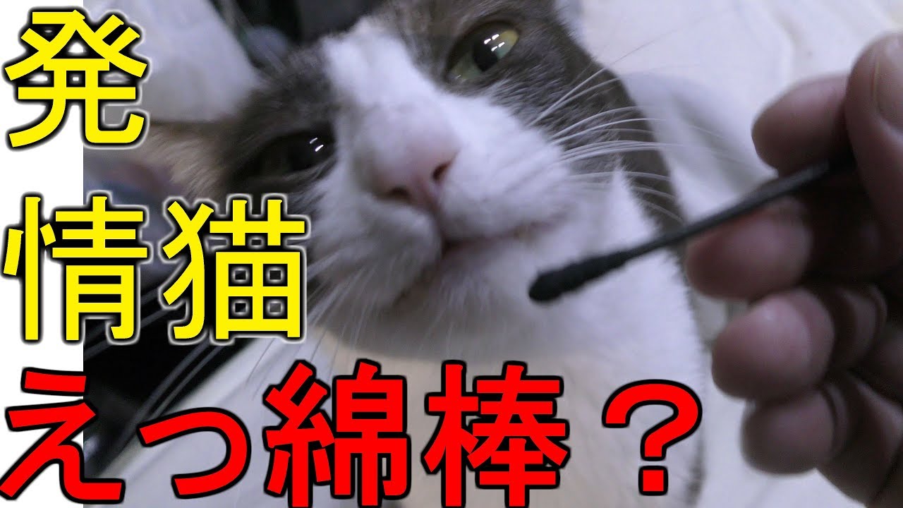 発情期状態の家猫 綿棒 状態回復 はい いつもの綿棒動画 今日はみーちゃんです Youtube