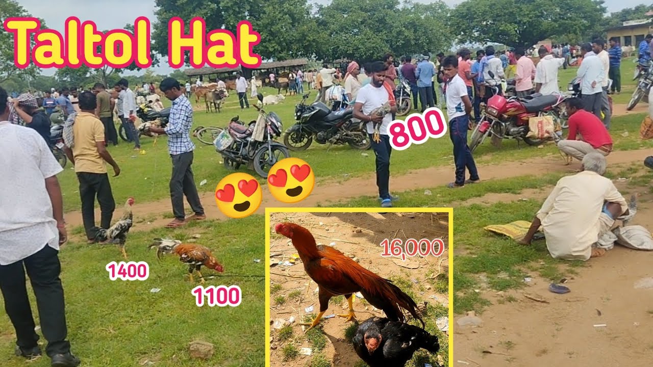 Taltol hat | Taltol murga market | Taltol murga hat | Recent Taltol hat video 1/9/24