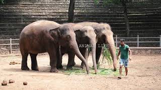 An Elephant having a Long &amp; lot of pee  | ANIMAL LIFE