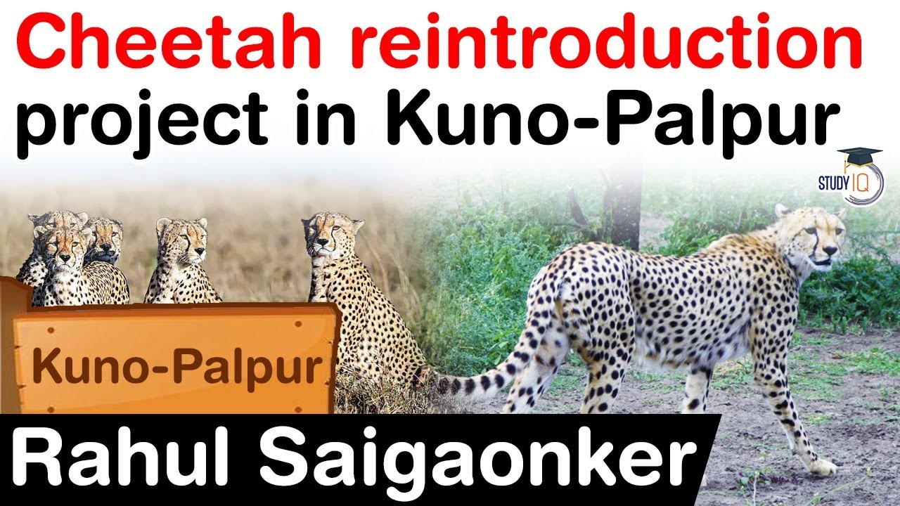 Cheetah reintroduction project in Kuno Palpur - Facts about Kuno Palpur
