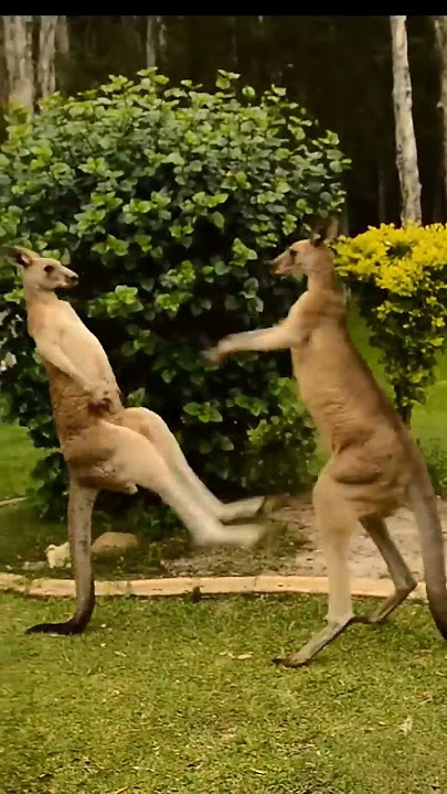 Fight between Kangaroo|| 🦘🦘🦘#Kangaroo's #Muscular #tail #shorts #shortvideo
