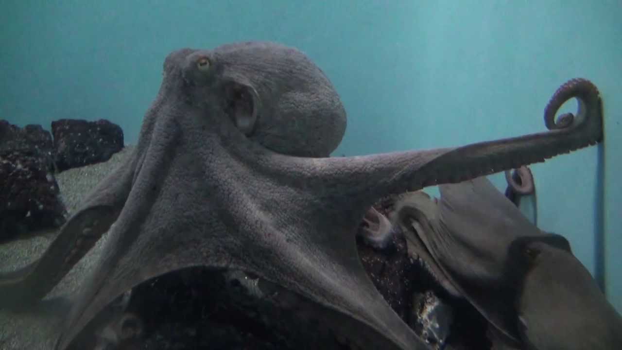 かごしま水族館】錦江湾のマダコ【Octopus】 - YouTube