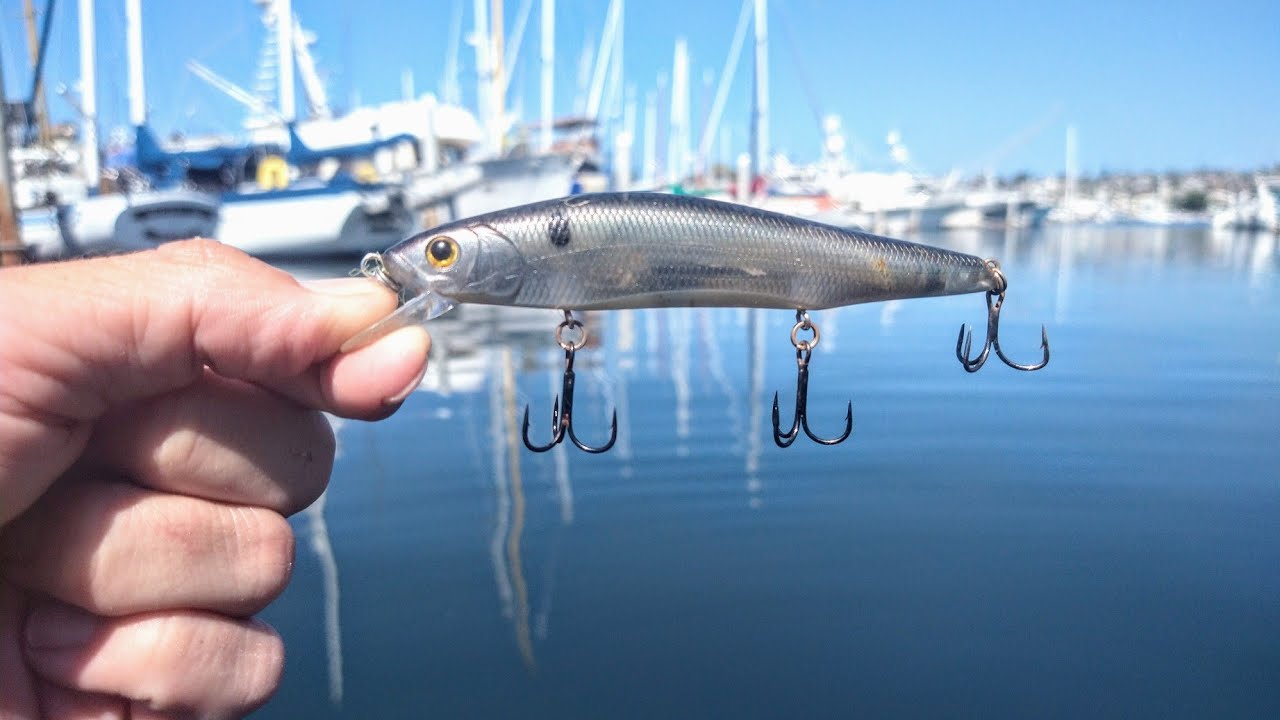 Throwing Jerkbaits For Corvina(New PB) YouTube