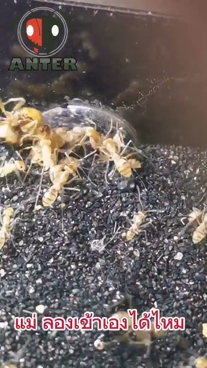 ย้ายบ้านใหม่ รูเล็กมาก นางพญาจะเข้าบ้านได้ไหมCataglyphis pallidaมดลูกศร