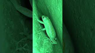 Kamera Görüntüsü Şaşırttı