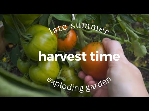 The garden is still going STRONG | Harvesting & Fresh Cooking