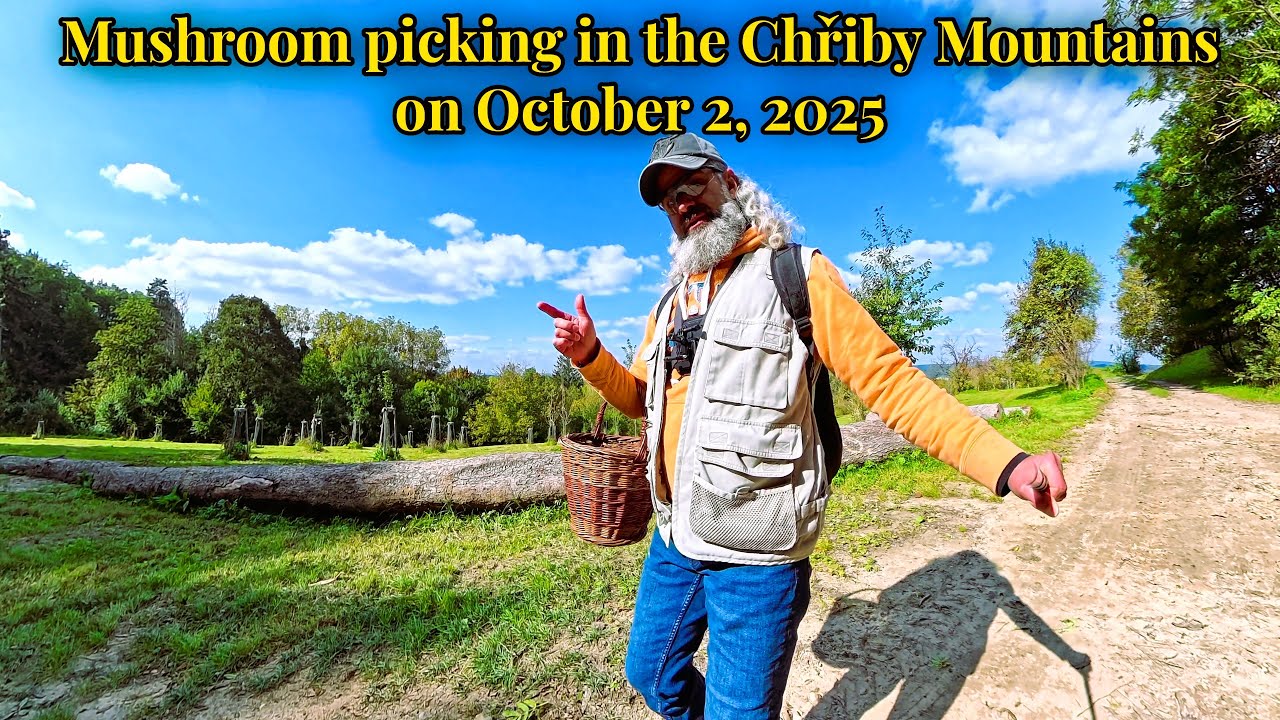 Mushroom picking on October 2, 2025 in the CHŘIBY mountains🍄‍🟫The Bay Bolete grows in abundance.